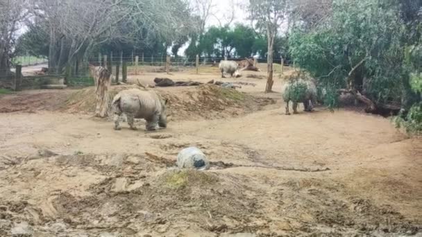 Rinocerontes Sobre Fondo Natural Parque Zoológico Reserva Nacional Video Alta — Vídeo de stock