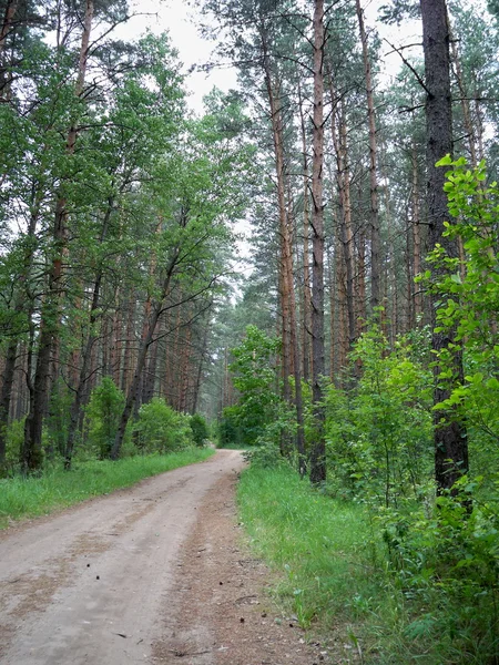 Vägen i skogen在树林里路 — 图库照片