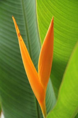 heliconia