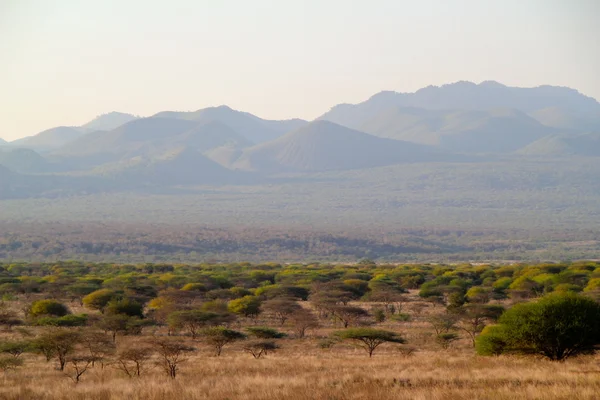 Savannah sınırsız