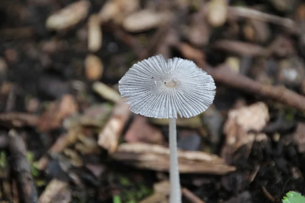 Champiñón salvaje blanco con gorra paraguas translúcida —  Fotos de Stock