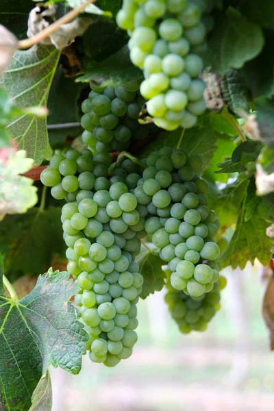 Wijngaard en druiven in het zuiden van Frankrijk — Stockfoto