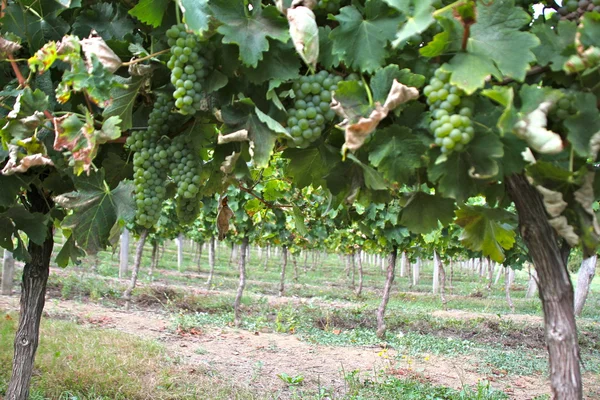ブドウ畑とフランスの南のブドウ — ストック写真