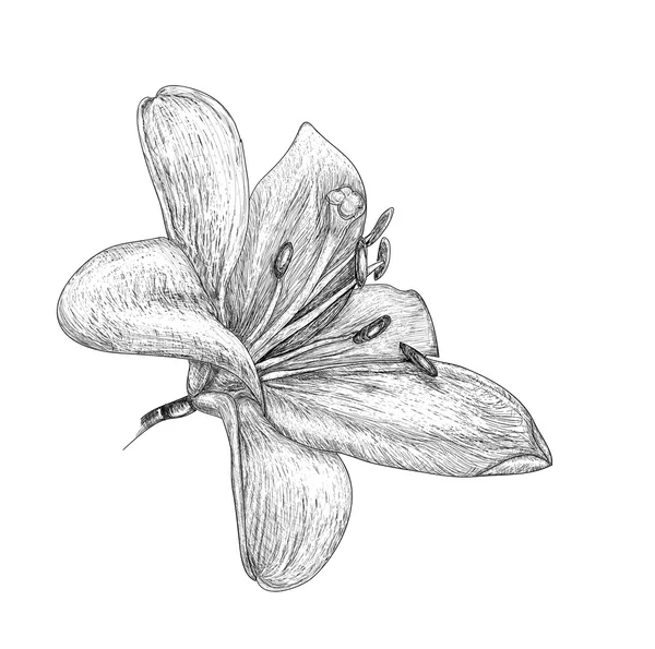 Fleurs Lys, croquis peinture — Image vectorielle