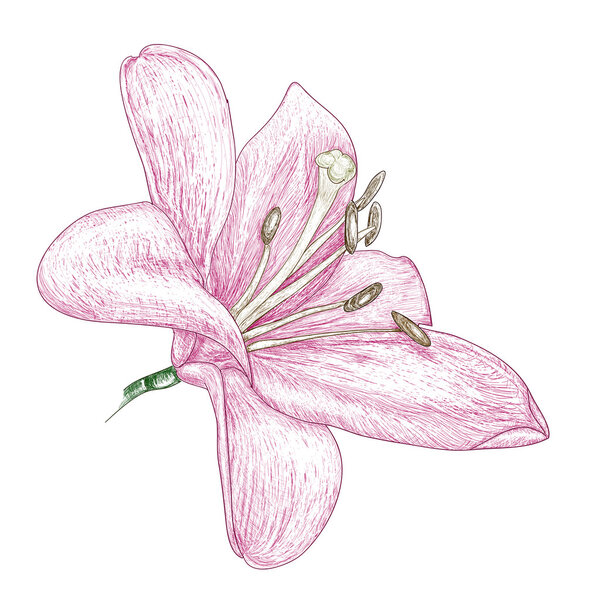 Цветы лилия, рисунок
