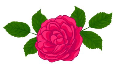 şık kırmızı gül beyaz izole