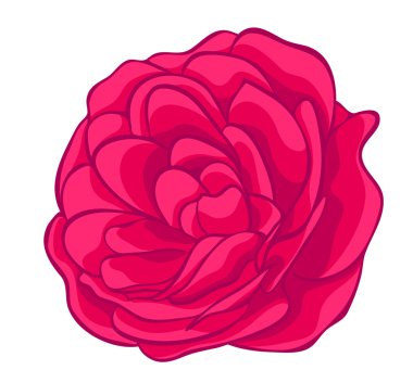 pembe Gül, beyaz izole. çiçek tasarım öğesi