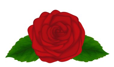 güzel kırmızı gül izole beyaz zemin üzerine yeşil yaprakları ile. Dekorasyon ve kartlar için büyük tasarım öğesi
