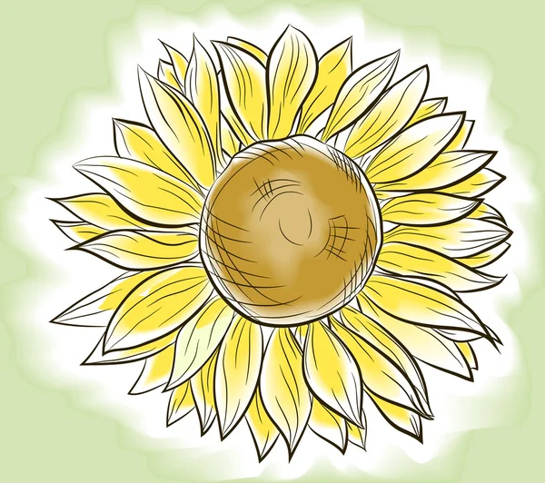 Flor de girasol pintado imitando acuarela — Vector de stock