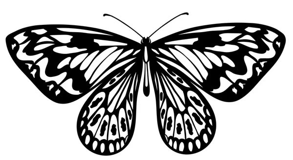 Prachtige zwart-wit vlinder geïsoleerd op wit — Stockvector