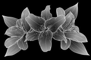 Zambak güzel bir buket. siyah, beyaz ve gri.