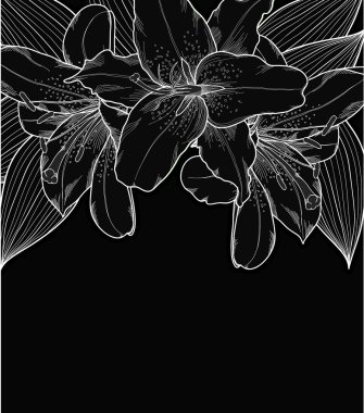 güzel siyah-beyaz arka plan ile çizilmiş, lilyum.