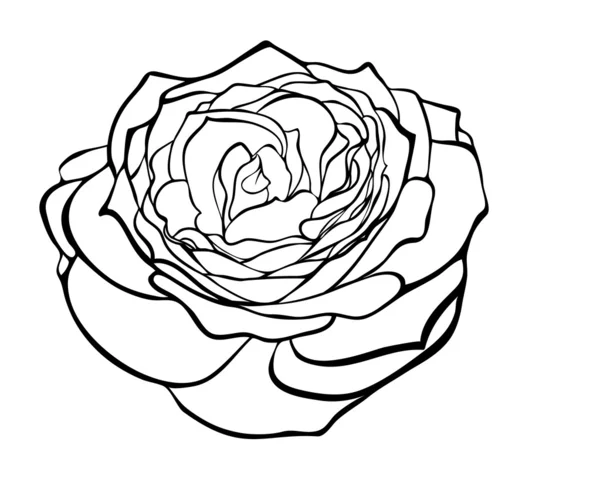 Hermosa rosa en el estilo de grabado en blanco y negro . — Archivo Imágenes Vectoriales