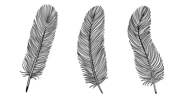 Set of Black and White Feather. — Stock Vector