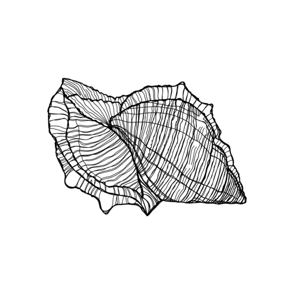 Schets handgeschilderde shell zwarte omtrek op een witte achtergrond — Stockvector