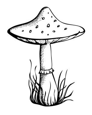Graphical monochrome black and white mushroom drawn with pen and ink vector