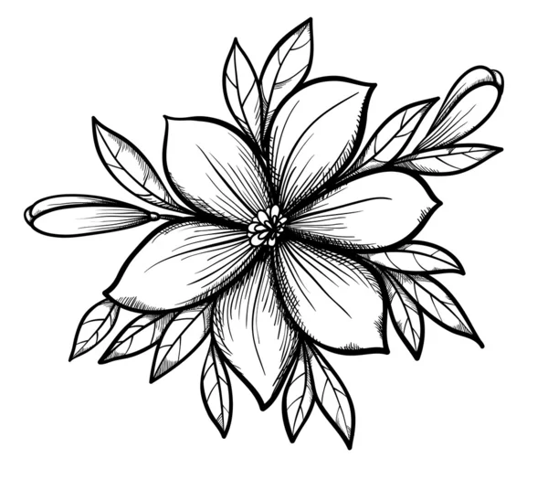 Krásné grafické kreslení lily větve s listy a pupeny květů. — Stockový vektor