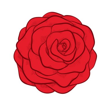 güzel kırmızı gül izole grafik stili