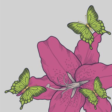 güzel arka plan için bir kart ile kelebekler, zambak