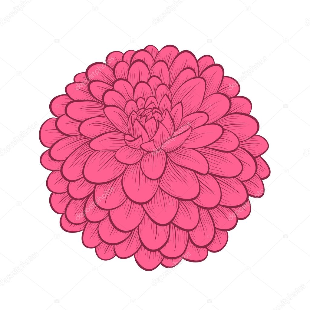 beautiful Dahlia flower in a hand-painted graphic style