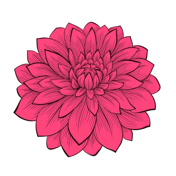 Mooie bloem dahlia getekend in grafische stijlcontouren en lijnen, geïsoleerd op witte achtergrond — Stockvector