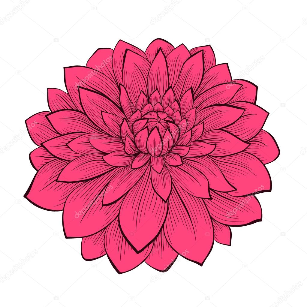 Beautiful flower Dahlia drawn in graphical style contours and lines, isolated on white background