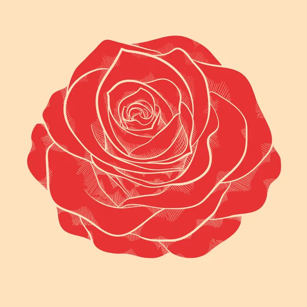 Gyönyörű vörös rózsa, az egy kézzel rajzolt grafikus stílus vintage színek — Stock Vector