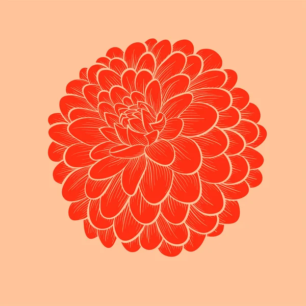Dahlia krásná květina v grafický styl obrysy a čáry, izolovaných na bílém pozadí — Stockový vektor