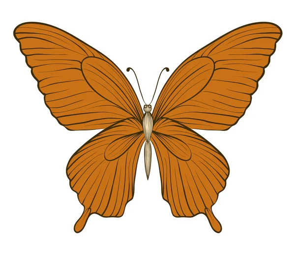 白い背景で隔離の美しいヴィンテージ蝶 — ストックベクタ