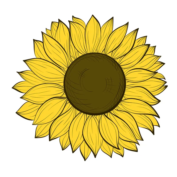 Beautiful sunflower isolated on a white background — Stock Vector