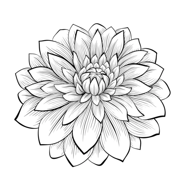 Hermosa flor de dalia blanco y negro monocromo aislado sobre fondo blanco — Vector de stock