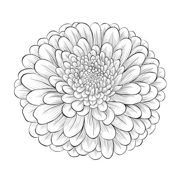 Hermosa flor monocromática en blanco y negro aislado sobre fondo blanco — Archivo Imágenes Vectoriales