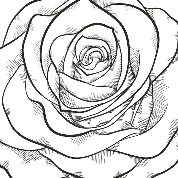 Fondo con hermosa rosa en blanco y negro — Vector de stock