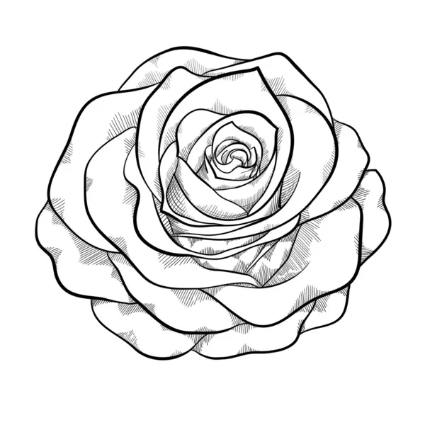 Hermosa rosa monocromática en blanco y negro aislado sobre fondo blanco — Vector de stock