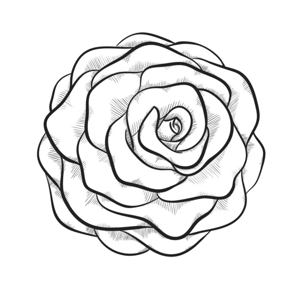 Beautiful monochrome black and white rose isolated on white background Vector Graphics