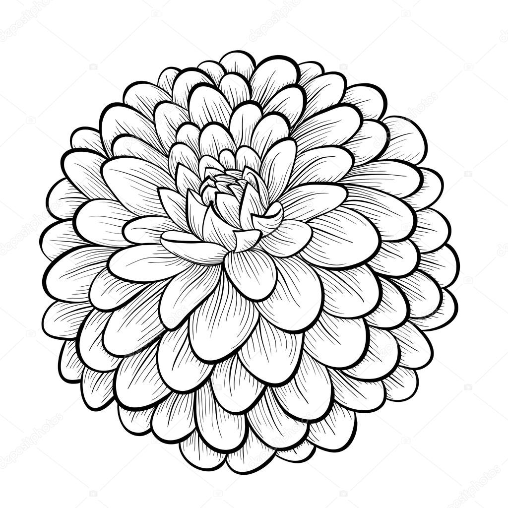 beautiful monochrome black and white dahlia flower isolated on white background