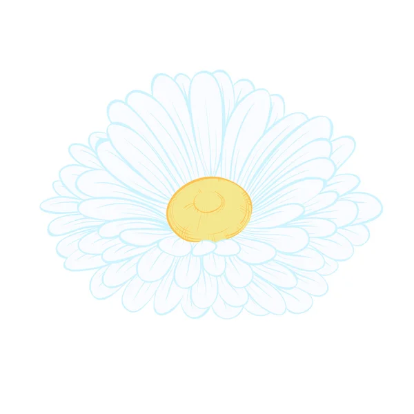 Gyönyörű százszorszép virág elszigetelt fehér background. a szintvonalak kézzel rajzolt, és a stroke. — Stock Vector