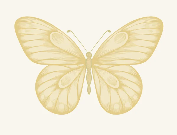 Bela borboleta em cores pastel em estilo gráfico — Vetor de Stock