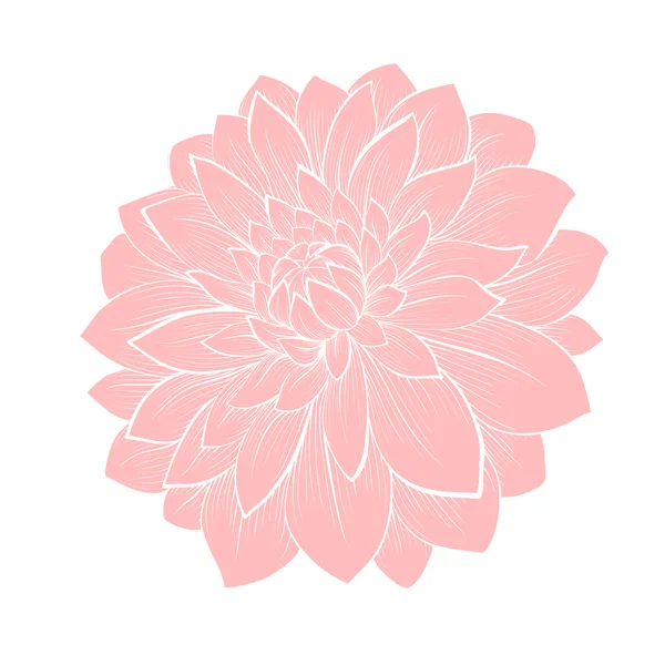 Beautiful dahlia flower isolated on white — Stock Vector