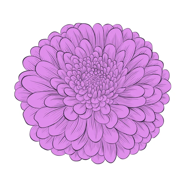 Krásný květ chryzantémy izolovaných na bílém pozadí — Stockový vektor