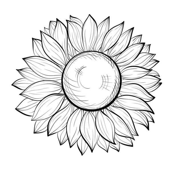 Beau tournesol noir et blanc isolé sur fond blanc — Image vectorielle