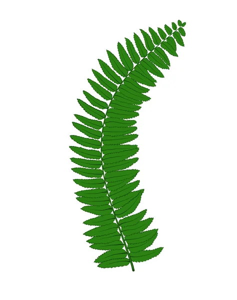 Beautiful fern leaves isolated on white background. Stock Illustration