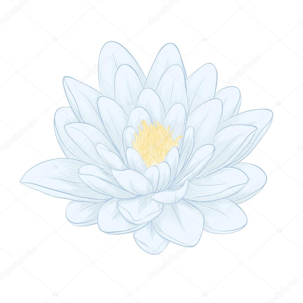 Fleur De Lotus Peint Dans Le Style Graphique Isolé Sur