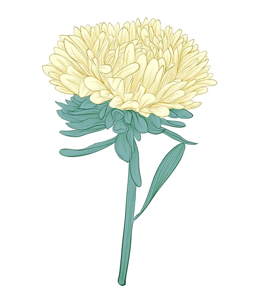 Aster Blume isoliert auf weißem Hintergrund — Stockvektor