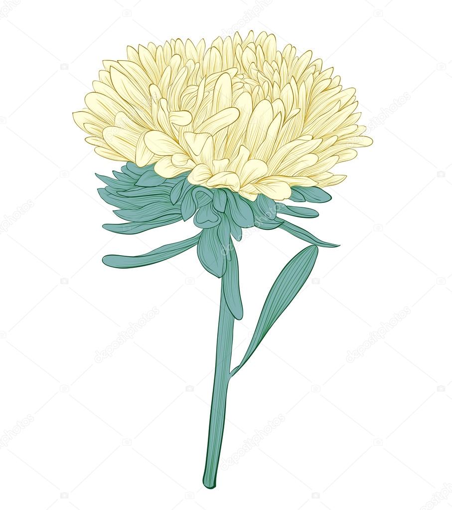 aster flower isolated on white background