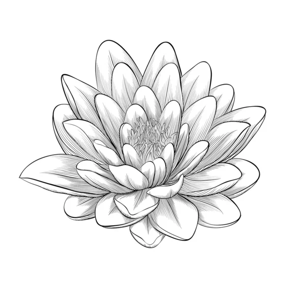 Flor de loto blanco y negro pintado en estilo gráfico aislado — Vector de stock