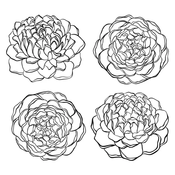 Set of beautiful, black and white flower isolated — Stock Vector