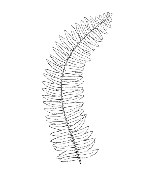 Belle foglie di felce monocromatiche, bianche e nere isolate. Linee e tratti di contorno disegnati a mano . — Vettoriale Stock