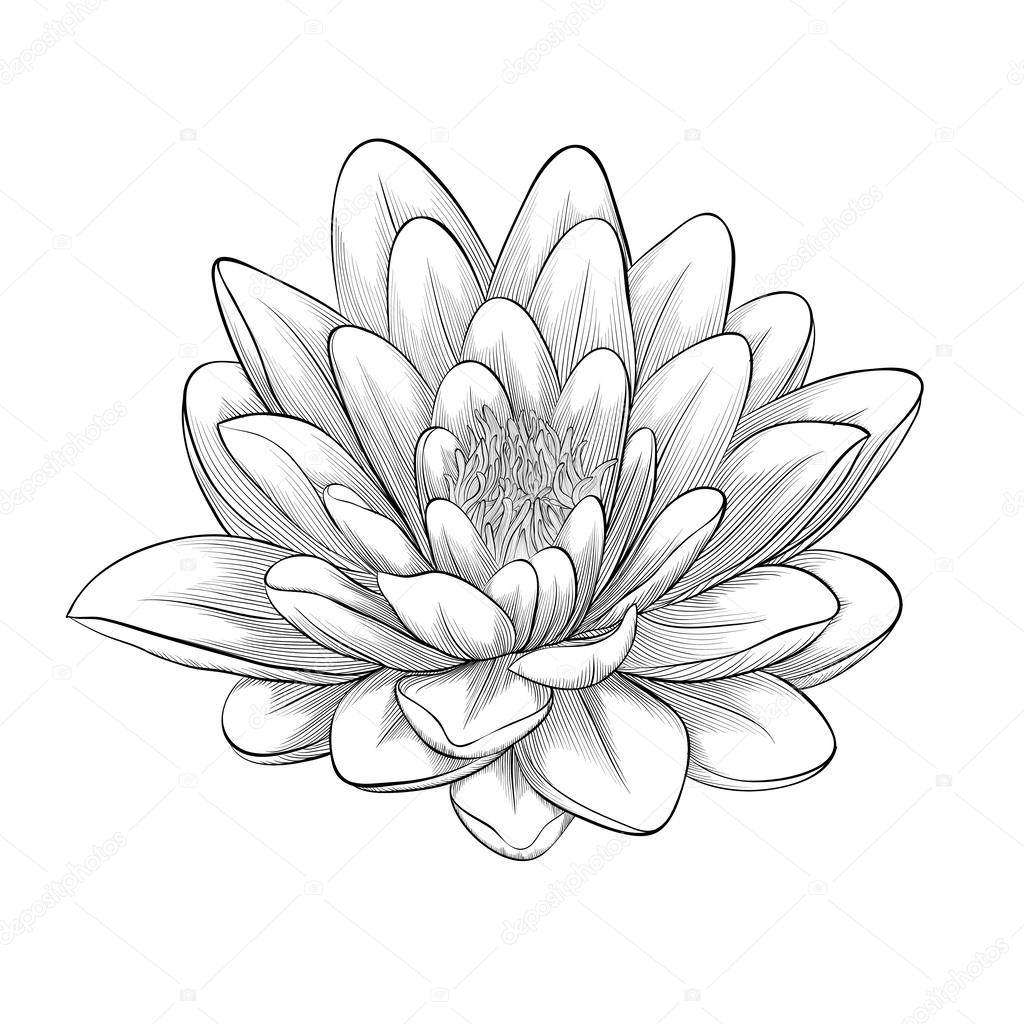 black and white lotus flower painted in graphic style isolated