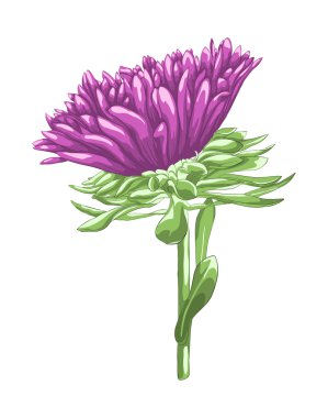 Beyaz arka plan üzerinde izole güzel mor aster